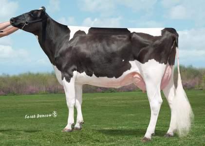 : 2,43 / 114 LONGEVITA : 7,8 / 120 FERTILITA : +4,1 / 114 BISNONNA: SULLY SHOTTLE MAY-TW EX90 DOM NONNA: SULLY PLANET MANITOBA-ET EX90 Ø MIGLIORA AD OGNI USCITA DATI Ø GROPPE LARGHE E CORRETTE ICM: