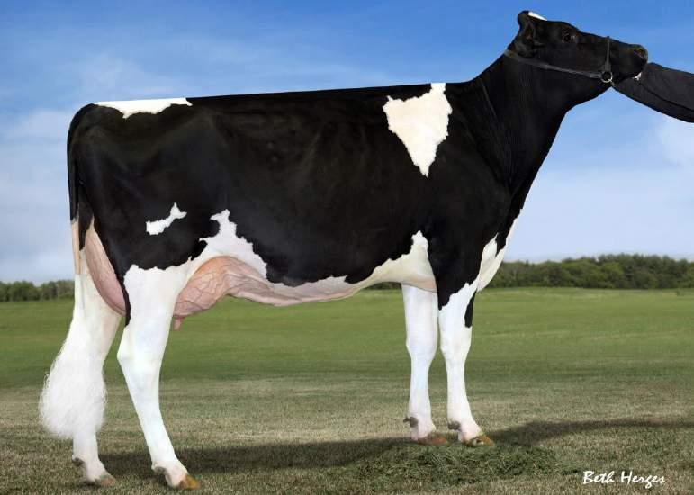 MORNINGVIEW CONVERSE JUDY EX93 FAMILY MONTARO GERRIT MONTARO-ET NL000751812240 aaa: 531426 Nato il: 08.07.15 MONTROSS: Mogul X Bolton NUMERO U.: Man-Oman X Aaron WOODCREST NUMERO U.