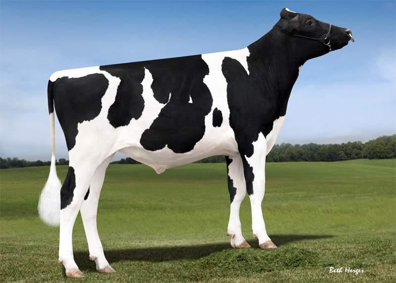 DALSE BOMAZ 1551 EX90 FAMILY PURITY BOMAZ PURITY-ET US000073953429 aaa: 315246 Nato il: 18.05.