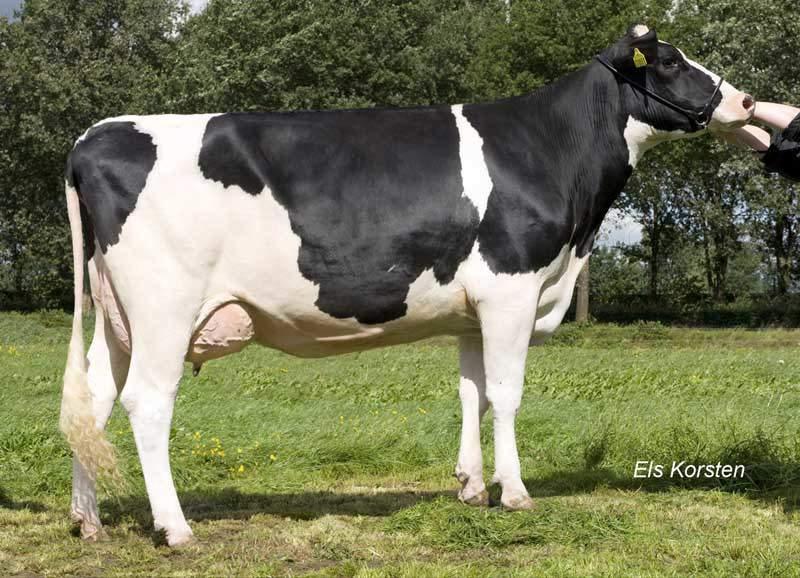 LEAD MAE EX95 FAMILY SIDEKICK VENDAIRY SIDEKICK NL00072