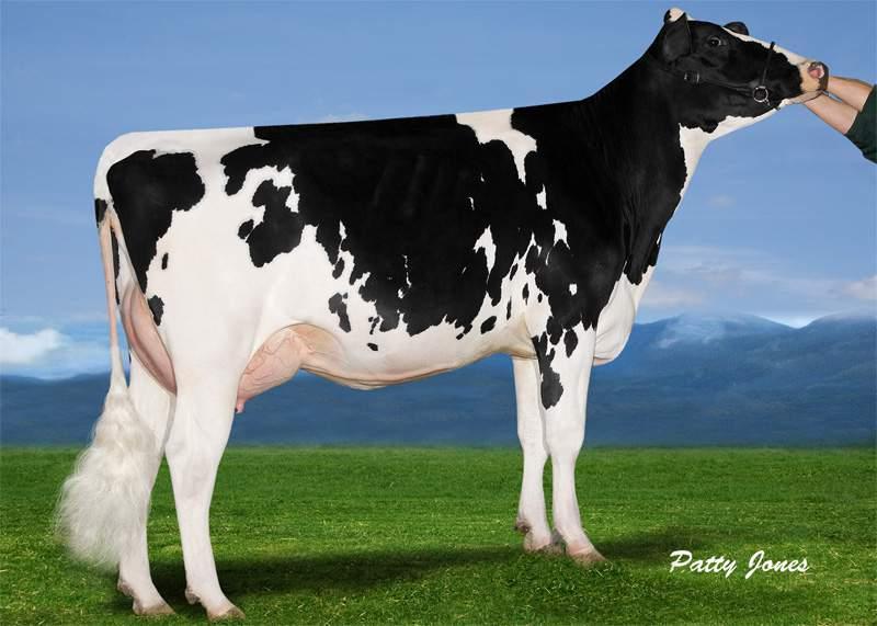 LEAD MAE EX95 FAMILY SKYDOME STANTONS SYMP SKYDOME CA000011696774 aaa: 342516 Nato il: 05.06.