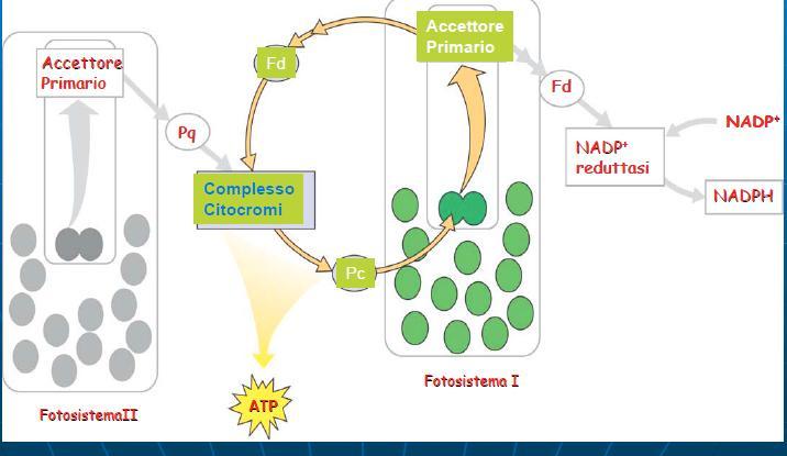 esiste anche una catena di trasporto ciclico di elettroni Il PSI