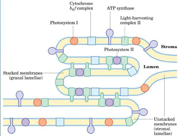 Organizzazione della membrana tilacoidale : Il complesso B6f è distribuito in modo uniforme Il PS II è localizzato nei tratti