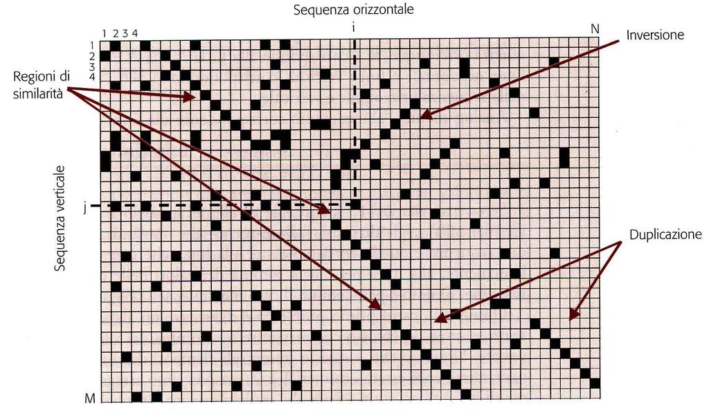 DOT PLOT: informazioni sulle similarità tra due sequenze.