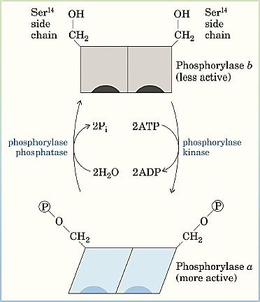 Una proteina-chinasi trasferisce un gruppo fosforico dall ATP sul sito di fosforilazione dell enzima Una proteina-fosfatasi rimuove il