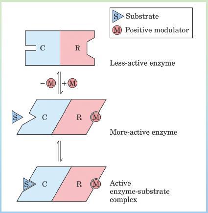 3) Il legame modulatore/enzima è sempre NON-covalente e reversibile.