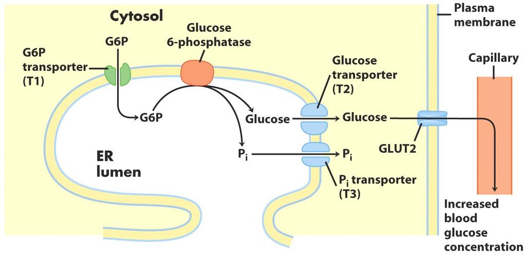 L idrolisi del glucosio 6-fosfato a glucosio avviene a livello epatico quando