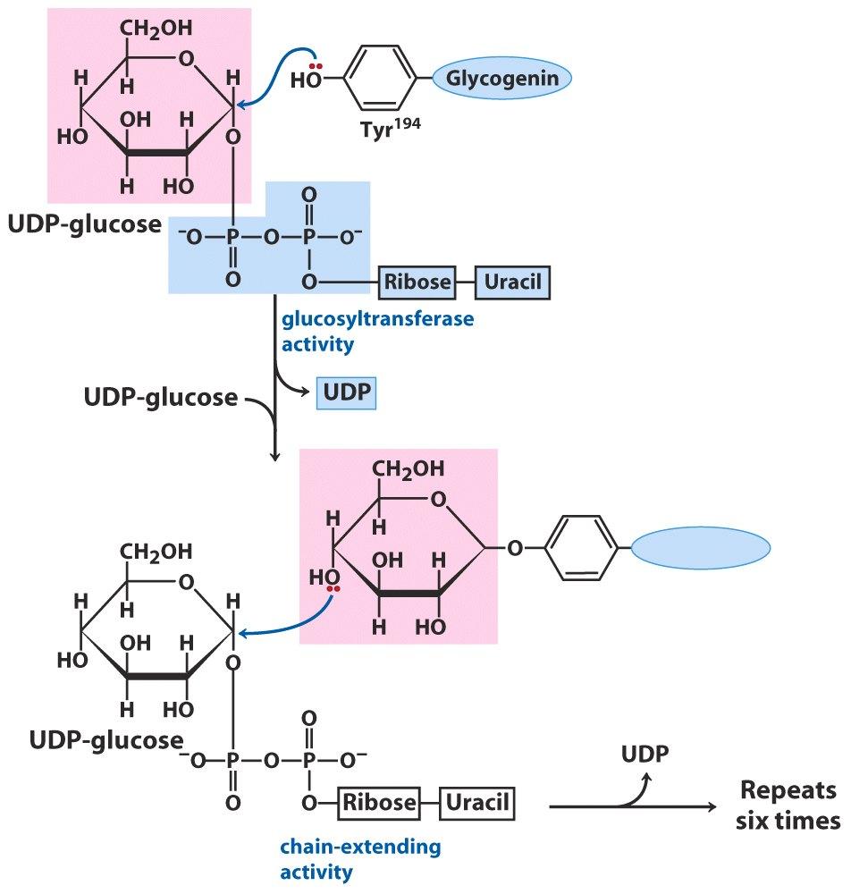 La glicogeno sintasi ha bisogno di un innesco per poter legare UDPglucosio La prima tappa della sintesi di una nuova molecola di glicogeno è il trasferimento di un residuo di glucosio