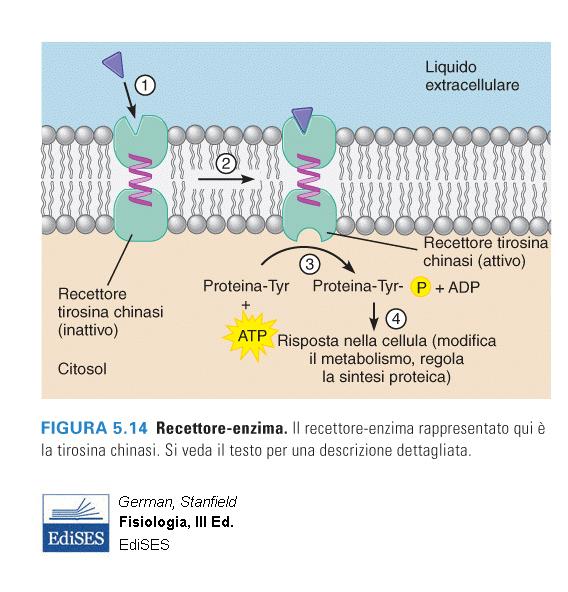 -Il messaggero si lega al recettore -Cambio conformazionale -Attivazione dell enzima