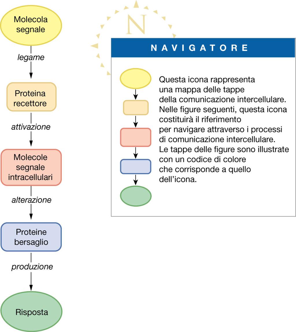 In ogni caso, la comunicazione è effettuata da una molecola segnale che,