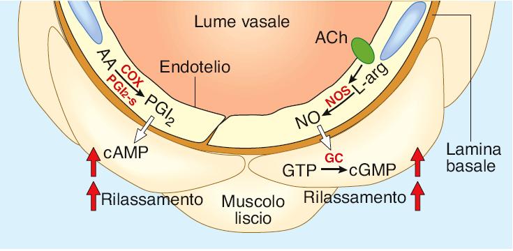 L endotelio come regolatore della muscolatura liscia vasale L ACh stimola la sintesi e il rilascio di NO (Endothelial- Derived Relaxing Factor = EDRF) L NO aumenta i livelli di cgmp a livello del