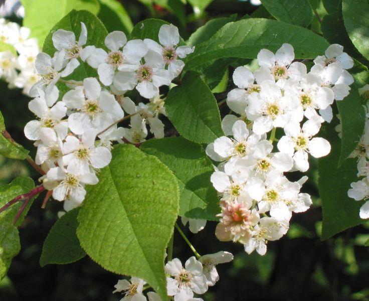 PADO (Prunus padus) Classe: Dicotyledones Ordine: Rosales Famiglia: Rosaceae Genere: Prunus Specie: Prunus padus Portamento: Arbusto o alberello alto fino a 15 m.