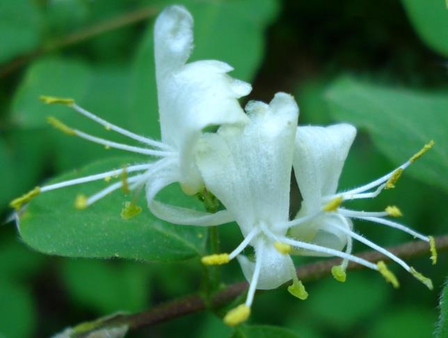 GISILOSTIO (Lonicera xylosteum) Classe: Magnoliophyta Ordine: Dipsacales Famiglia: Caprifogliaceae Genere: Loncinera Specie: Loncinera xylosteum Portamento: ha un portamento eretto, a differenza da