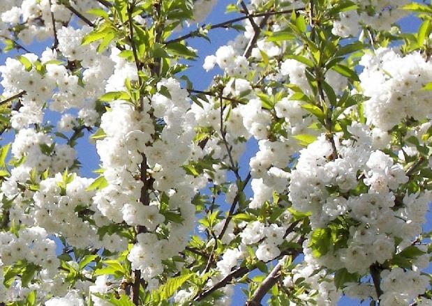 CILIEGIO (Prunus avium) Classe: Dicotyledones Ordine: Rosales Famiglia: Rosaceae Genere: Prunus Specie: Prunus avium Portamento: Il portamento è arboreo.