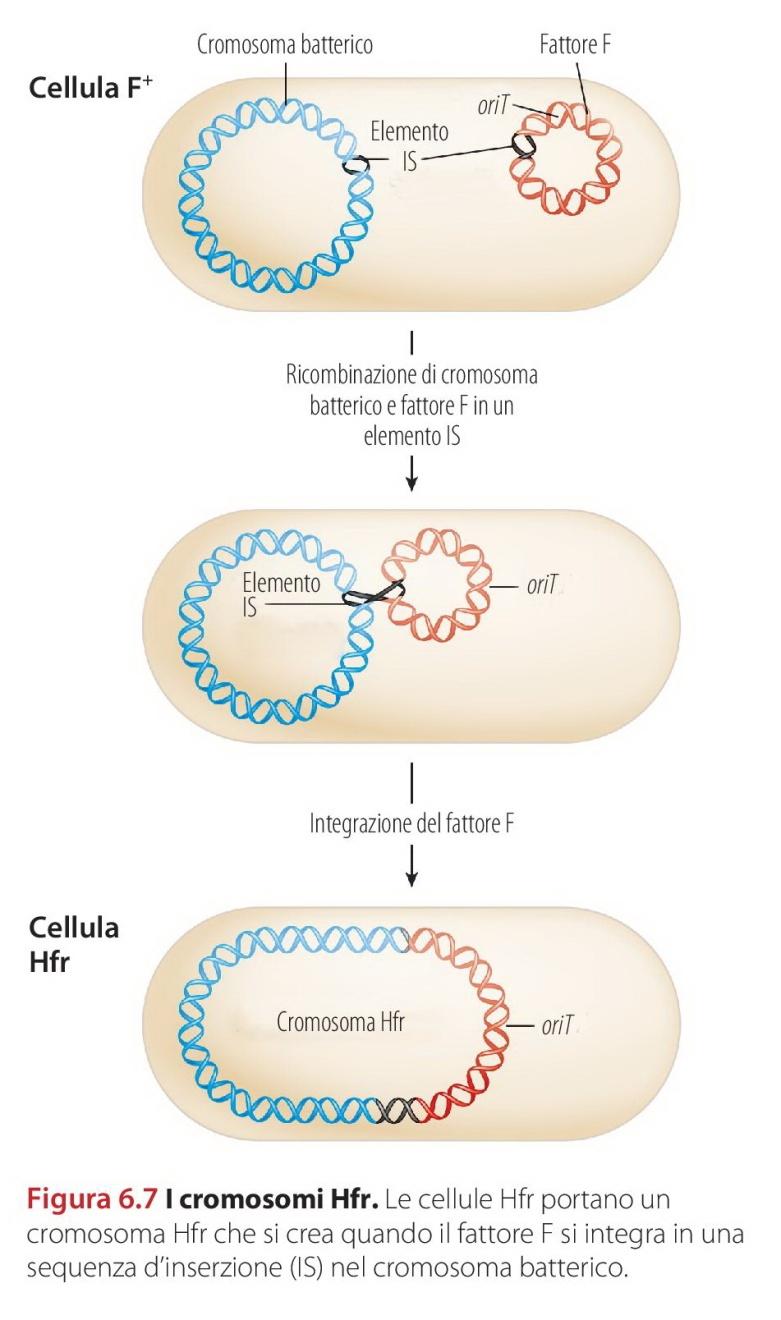 Ceppi Hfr Per ottenere da coniugazione la ricombinazione dei geni cromosomici sono