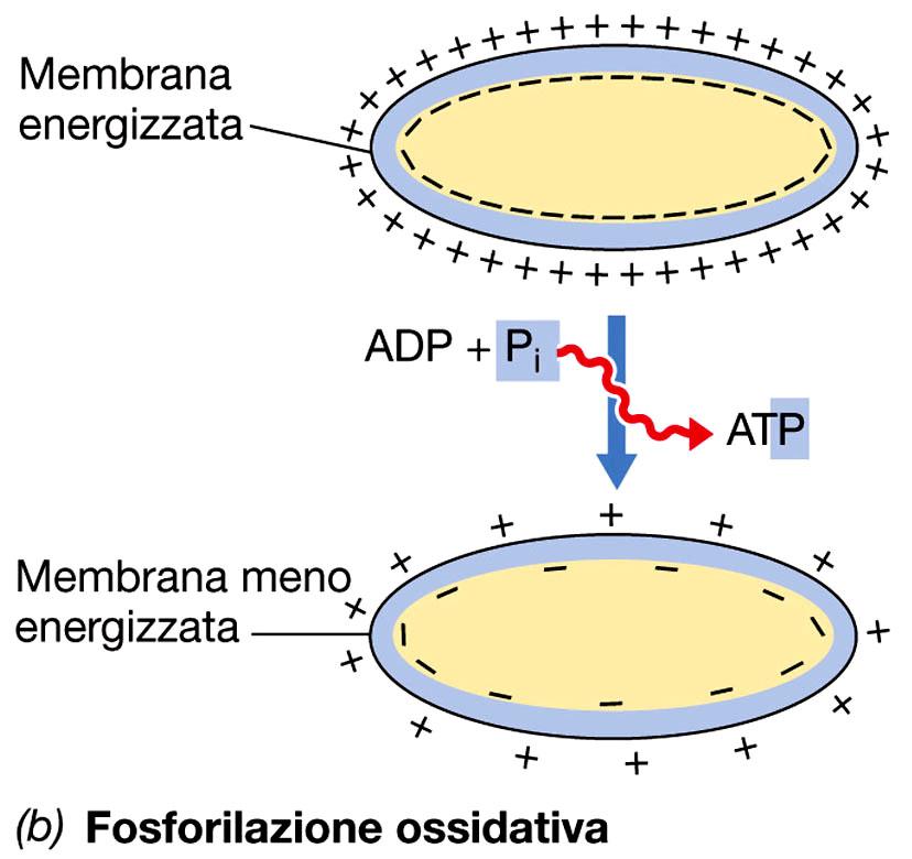 Meccanismo di sintesi dell ATP fermentazione ossidazione