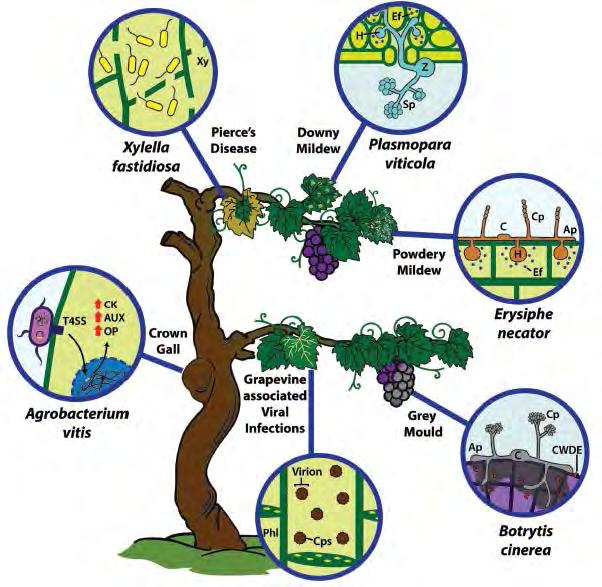 utilizzo di pesticidi e