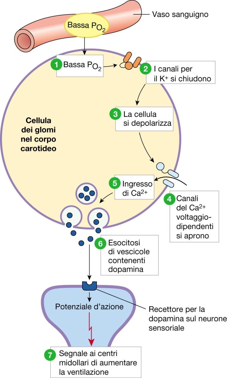 Attività dei neuroni inspiratori bulbari (DRG) Neuroni dell inspirazione profonda/