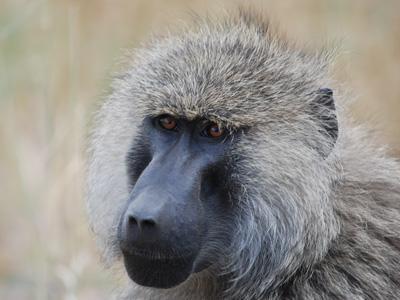 02-gen-2018 PARCO MANYARA Tarangire - Manyara 1 ora di transfer Programma: Prima di colazione verso le 7 am camminata naturalistica con guida locale nella Conservation Area del