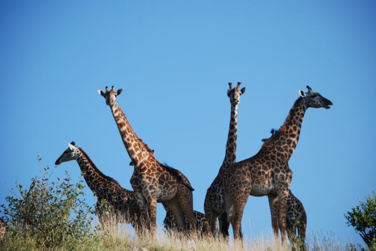 01-gen-2018 Parco Tarangire Arusha Tarangire 2 ore di transfer Programma: Dopo colazione partenza per il Parco del Tarangire per avvistamento della