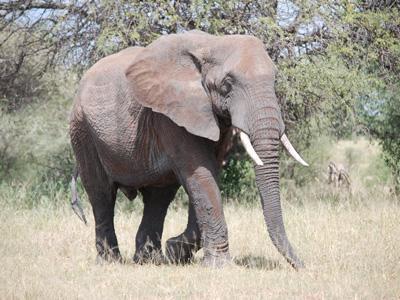 Il Parco del Tarangire prende il nome dal fiume Tarangire che lo divide in due metà e rappresenta l'unica sorgente d'acqua per gli animali durante