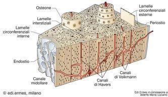 esterno ed interno Tessuto osseo Lamellare Compatto Struttura Microscopica Tra un osteone e l altro si trovano le linee