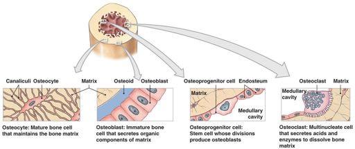 perforanti) inserite nella matrice calcificata Lo strato interno (stato