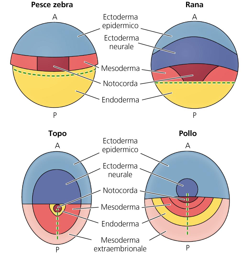 essere ottenute mediante marcatura