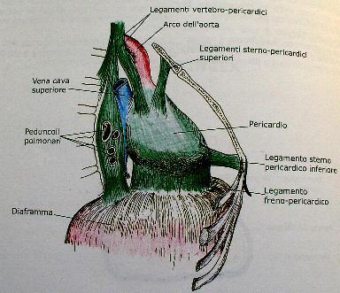 pericardico e freno pericardico).