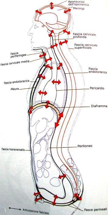 2- SISTEMA FASCIALE CATENA FASCIALE CERVICO-TORACO-ADDOMINO-PELVICA Il diaframma grazie a questi componenti aponeurotici, fasciali e legamentosi è anatomicamente collegato alla