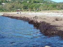 Casi frequenti riguardano litorali interessati da biomasse spiaggiate (es. Posidonia oceanica) spesso a seguito di eventi di mareggiata.