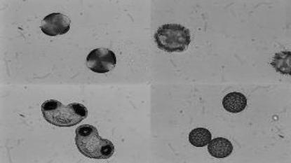 ELABORAZIONE E PRESENTAZIONE MONITORAGGIO AEROBIOLOGICO AD AOSTA CONCENTRAZIONI MEDIE GIORNALIERE (n granuli pollinici per metro cubo) DEI POLLINI PRODOTTI DA DIVERSE SPECIE VEGETALI