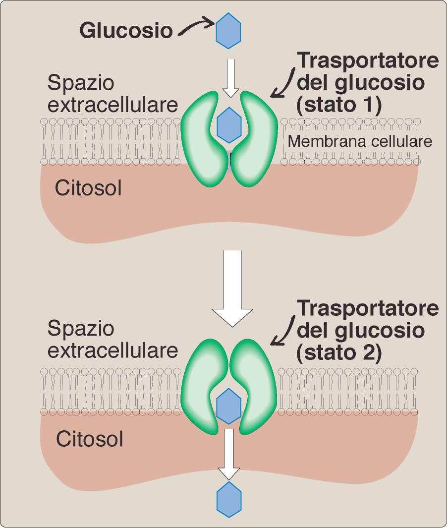 Glut 1- Glut 14: trasportatori di Glucosio Glut 1: eritrociti, encefalo. Glut 3: neuroni. Glut 4: t.adiposo e muscolo sch.