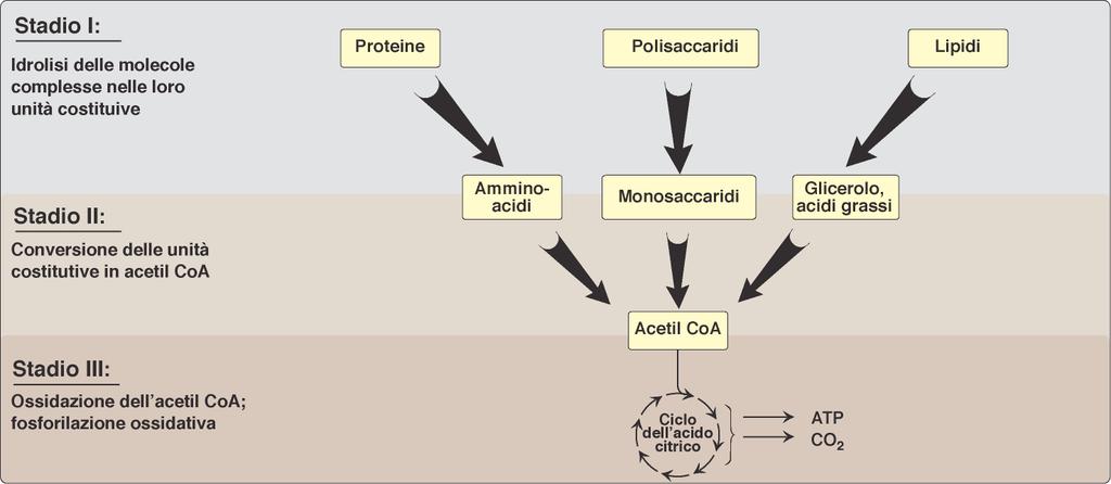 DIGESTIONE E CATABOLISMO P. Champe, R.