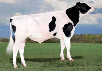 10 011HO11105 FARNEAR ALTAALIX US000068571376 AltaAlix Super figlio di Observer Morfologia estrema Ottimo per le manze aaa 234 +1094 Lbs proteine +.00% +31 Lbs grasso +.