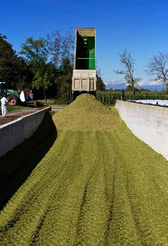 La produzione di mais è particolarmente valida sia per il tipo di terreno, leggero e fertile, sia per la professionalità con cui è seguita; in questa azienda un importante ditta sementiera conduce le