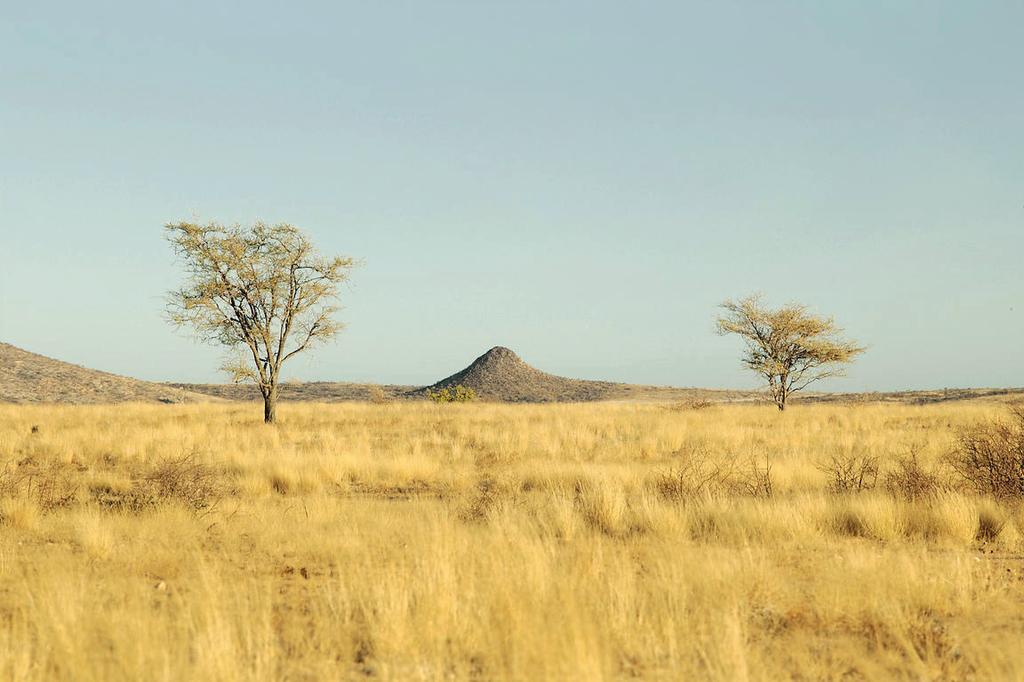 Nell ambiente della savana ci sono grandi praterie dove crescono pochi alberi, come il baobab, l acacia e l eucalipto. Il clima è secco in estate, ma nelle stagioni umide ci sono piogge abbondanti.