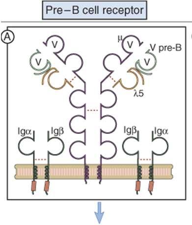Catene m si combinano con catene leggere surrogate formando il pre-bcr la catena leggera surrogata è composta da due proteine: