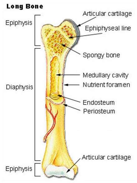 cavità ossea le cellule pro-b nella fase precoce