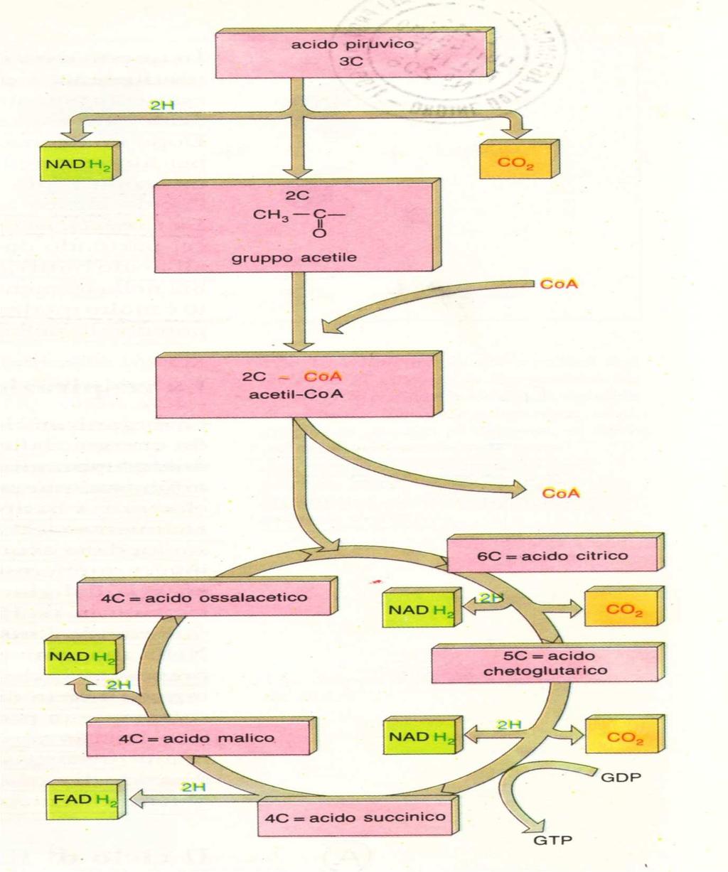 CICLO DI KREBS KREBS (1900-1981), BIOCHIMICO