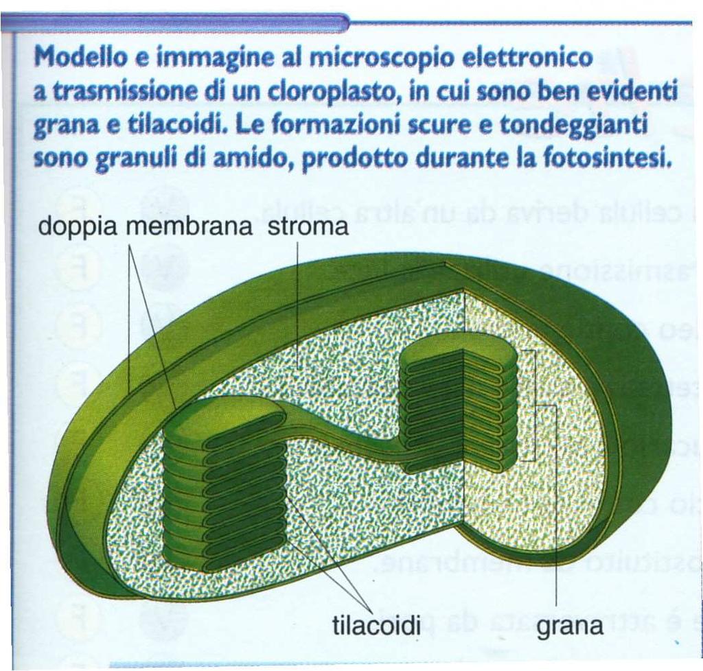 cloroplasto Prof.