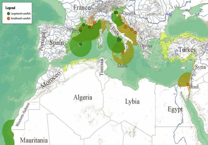 I record in Mediterraneo relativi ad esemplari della specie Pristis pristis (punti verdi) e della specie Pristis pectinata (punti arancio).