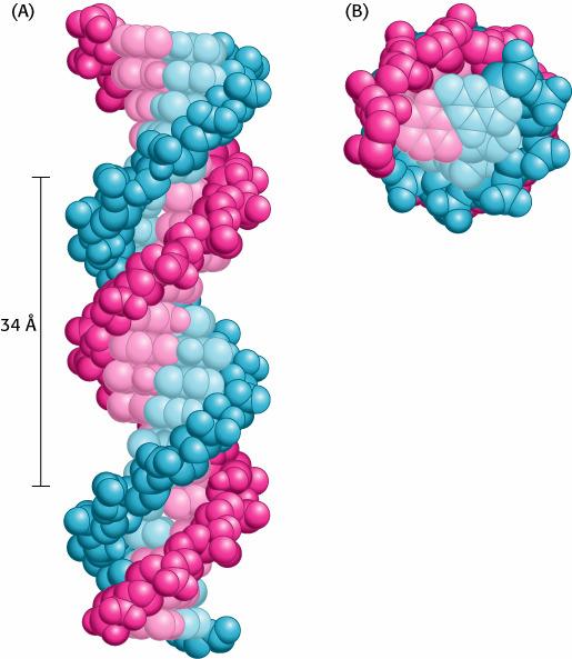 Struttura del DNA 2 catene antiparallele avvolte ad elica