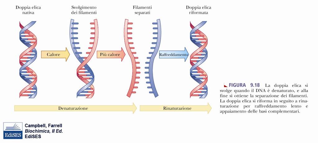 Il DNA a doppia elica