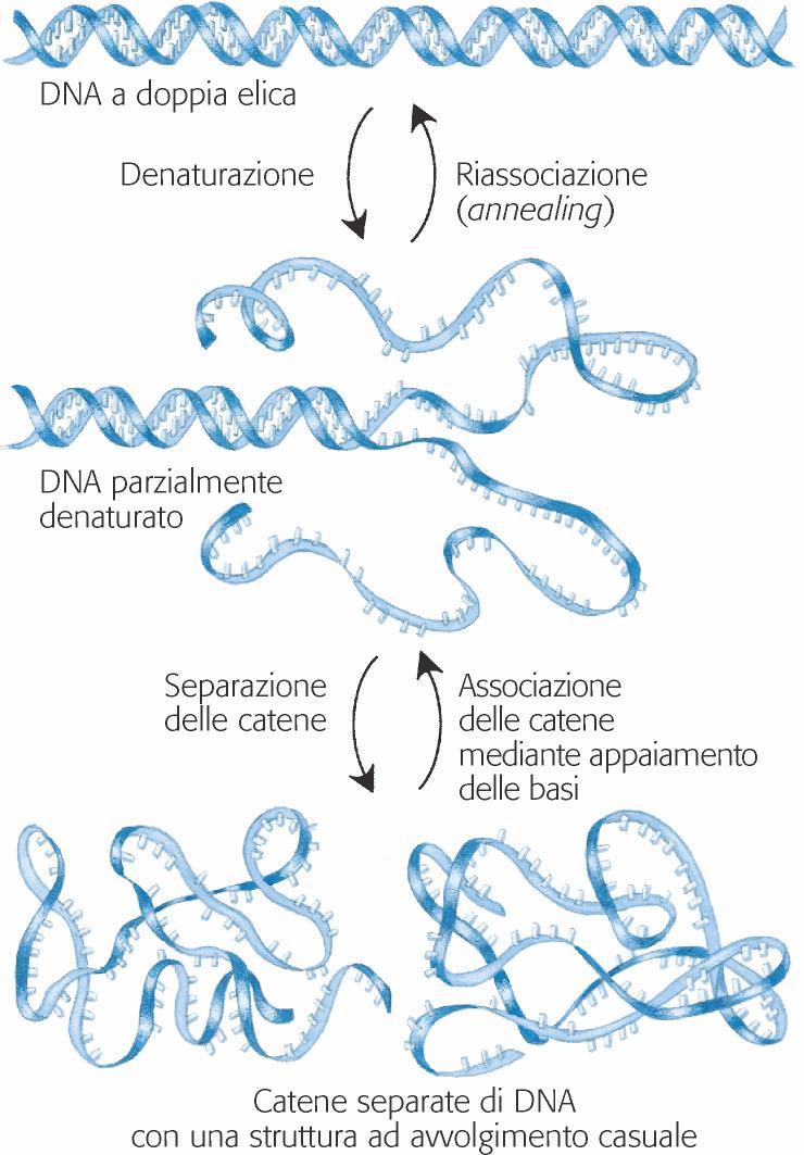 La denaturazione del DNA è un processo reversibile La riassociazione dei filamenti annealing è rapida e avviene in una sola tappa se la separazione è incompleta Se i filamenti