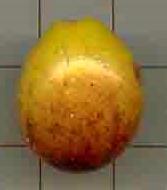 Caratteristiche medie del frutto peso del frutto variabile tra 2 4 g: risultati di rilievi eseguiti su frutti di