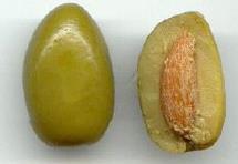 Principali caratteri del frutto Buccia Polpa Nócciolo Diametro massimo trasversale basso < 1,4 cm medio alto 1,4-1,6 cm > 1,6 cm Peso medio del frutto basso < 2,0 g medio alto molto alto 2-4 g > 4 g