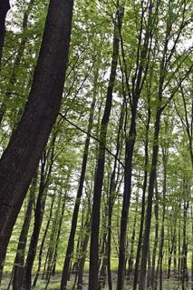 IL LEGNO È IL MATERIALE DEL FUTURO. PERCHÉ IL LEGNO? Il legno è un materiale vivo, un materiale che si rinnova, che trasmette calore.