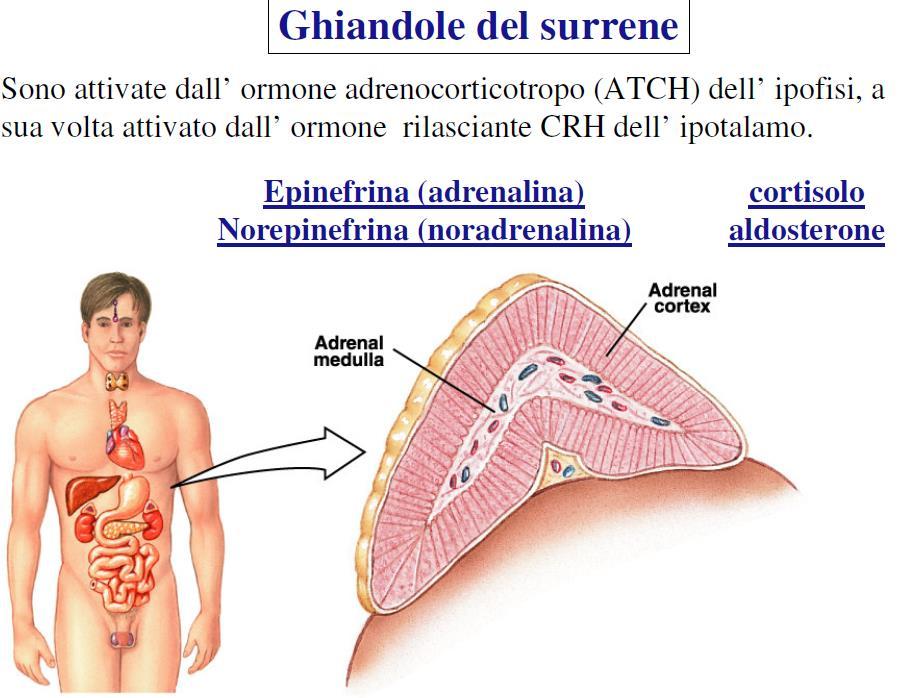 La midollare del surrene e le catecolamine Berne & Levy cap.