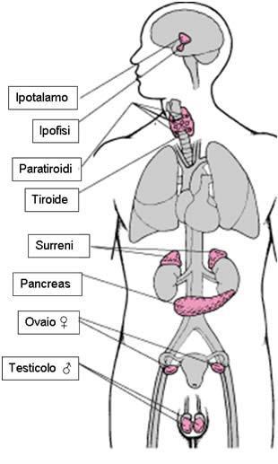 metaboliche